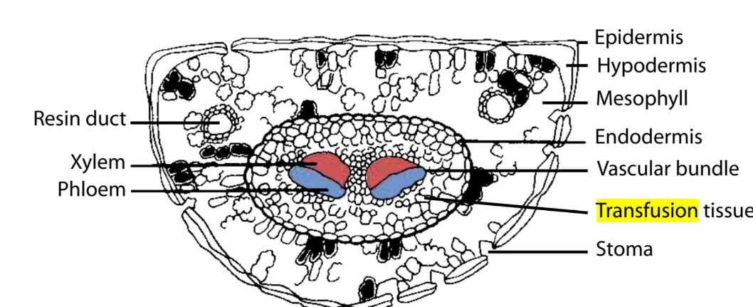 <p>The vascular bundles that are made up of xylem and phloem are surrounded by this </p><p>It’s compromised of living parenchyma cells and short no living trachids and it’s believed to conduct material between the mesophyll and vascular bundles </p>
