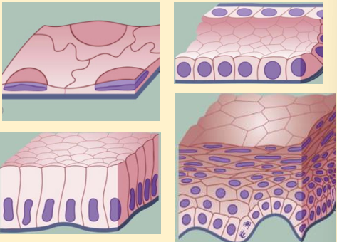 <p>squamous, cuboidal, columnar and stratified</p>