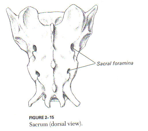 <ul><li><p><span style="color: rgb(0, 0, 0)">Fused vertebrae</span></p></li><li><p><span style="color: rgb(0, 0, 0)">Solid platform to connect to ilium</span></p></li><li><p><span style="color: rgb(0, 0, 0)">Sacral foramina</span></p><ul><li><p><span style="color: rgb(0, 0, 0)">passage of nerves</span></p></li></ul></li><li><p><span style="color: rgb(0, 0, 0)">Sacroiliac joint</span></p><ul><li><p><span style="color: rgb(0, 0, 0)">articulation between sacrum and pelvis</span></p></li><li><p><span style="color: rgb(0, 0, 0)">Fibrocartilaginous</span></p></li></ul></li><li><p><span style="color: rgb(0, 0, 0)">Most species number 3-5 (fused vertebrae)</span></p></li></ul><p><br></p>