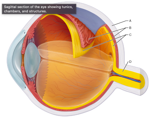 Identify the choroid.