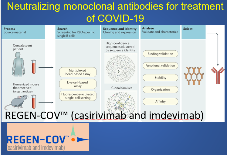 •IgG1 mAbs with unmodified Fc regions. 
•These two mAbs were chosen from a pool of more than 200 neutralizing mAbs present in the initial isolation of thousands of antibodies and were derived from parallel efforts using humanized mice and the sera of patients recovering from COVID-19.
•Bind two distinct and non-overlapping sites on the RBD
•The rationale for this antibody combination is that it is unlikely that a mutation in the S protein of SAR-CoV-2 will simultaneously render both antibodies ineffective. 