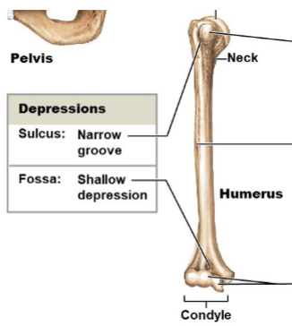 <p>A shallow depression or recess in a bone surface.</p>