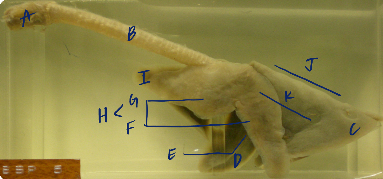 <p>A</p><p>(cat larynx/trachea/lungs, L lateral)</p>