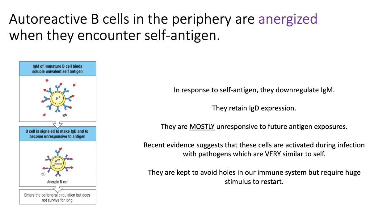 <ul><li><p>Full deletion of all self-reactive B cells would create <strong>holes</strong> in immune coverage.</p></li><li><p>Viruses could exploit this by <strong>mimicking self molecules</strong>.</p></li><li><p>Some self-reactive B cells escape but become <strong>anergic</strong> (functionally silenced).</p></li><li><p>Anergic B cells:</p><ul><li><p>Turn <strong>off IgM</strong>, keep only <strong>IgD</strong> on the surface.</p></li><li><p>Require a <strong>strong antigen signal</strong> to wake up.</p></li></ul></li><li><p>If a virus mimics self and replicates heavily → enough antigen accumulates → anergic B cell reactivates and <strong>adapts specificity</strong> to target virus more than self.</p></li></ul><p></p>