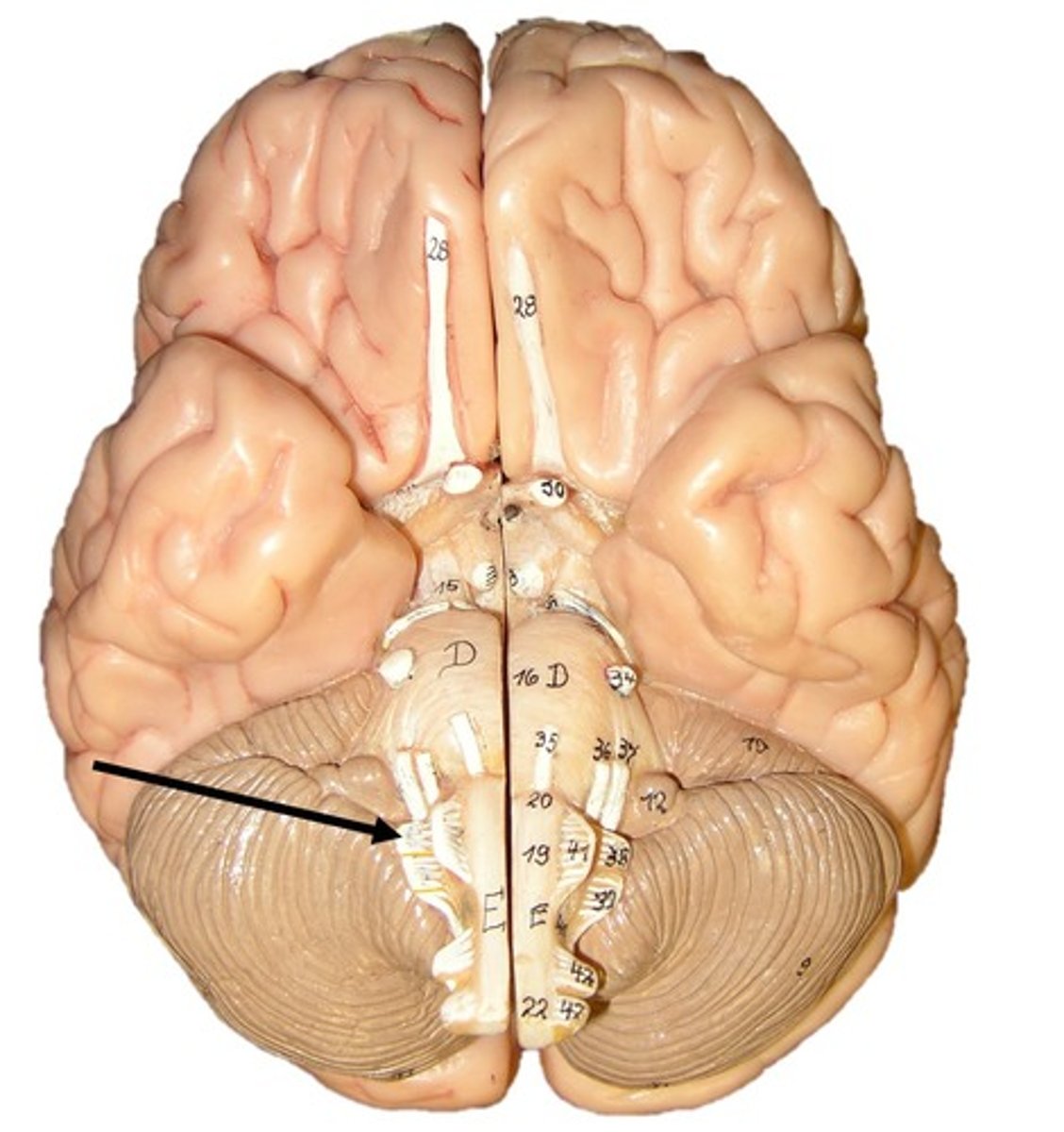 <p>sensory and motor</p><p>taste and swallowing</p>