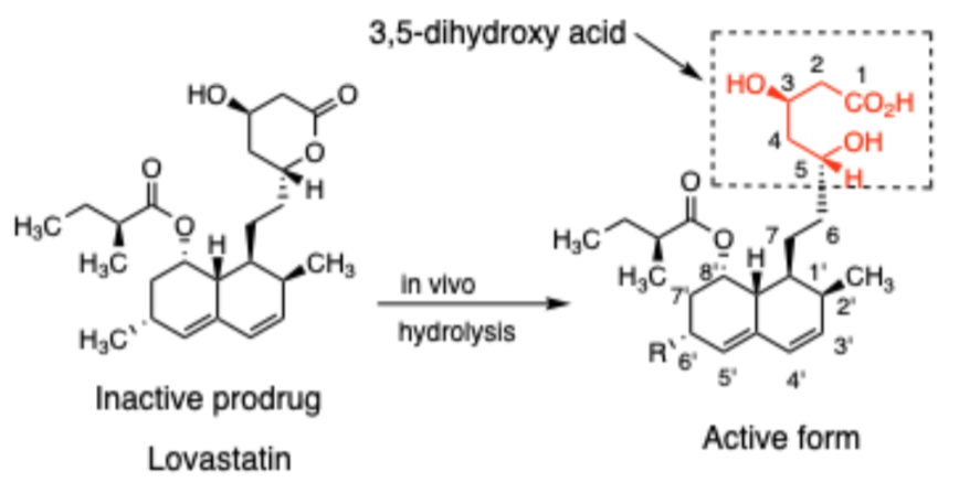 <p>3,5-dihydroxycarboxylate mimics HMG-CoA transition state.</p>