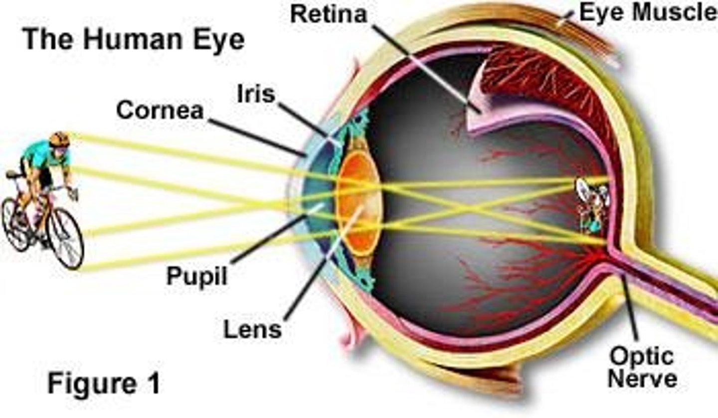 <p>Electromagnetic range visible to humans, 380-750 nm.</p>