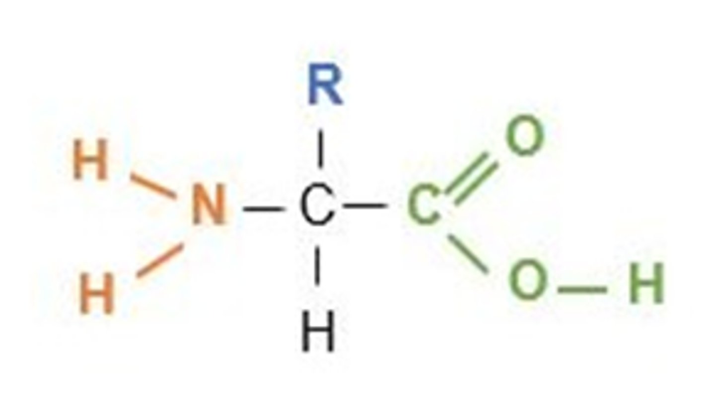 <p>-COOH carboxyl / carboxylic acid group.</p><p>-R variable side group consists of carbon chain &amp; may include other functional groups e.g. benzene ring or -OH (alcohol).</p><p>-NH2 amine/ amino group.</p>