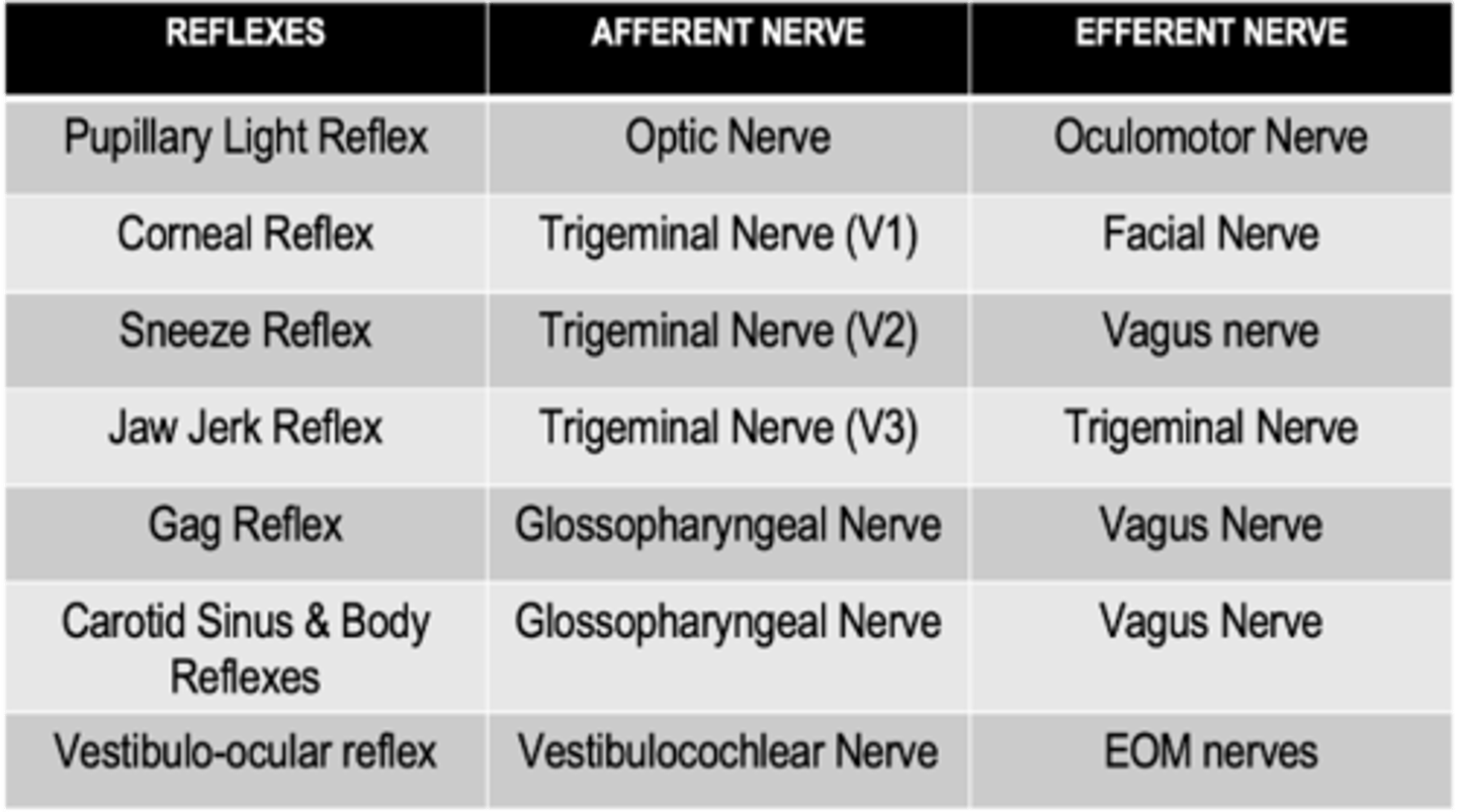 <p>Optic nerve (CN II)</p>