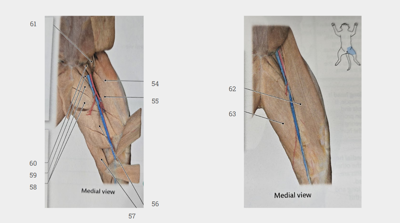 <p>What is labeled 63?</p>