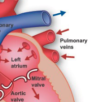 <p>vein from lungs to heart</p>