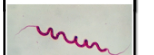 <p>has flagella on each end</p>