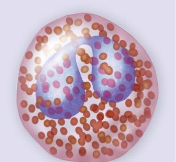 <p><span>Granulocytes – Eosinophil</span></p>