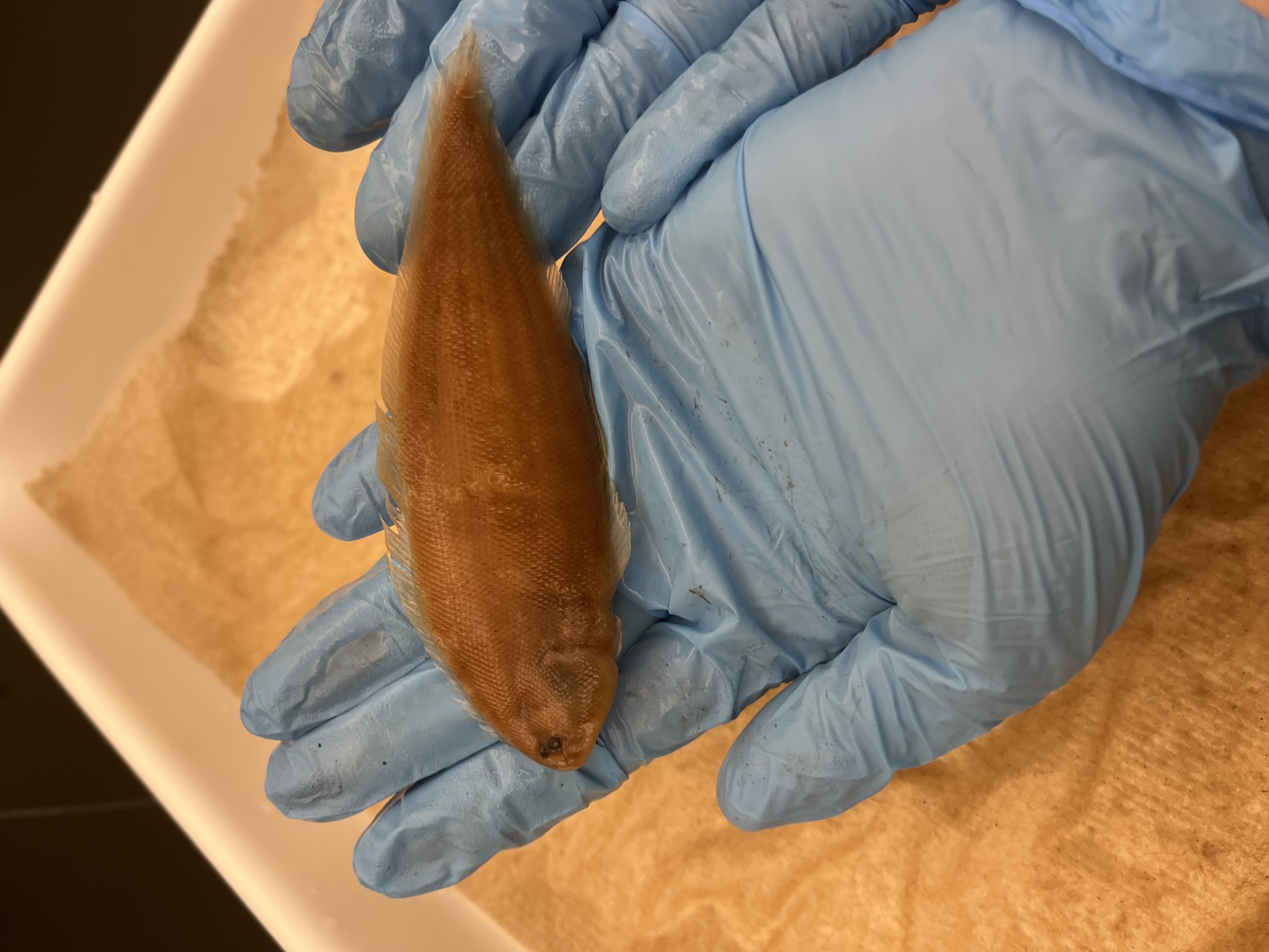 <p>Tonguefishes</p>