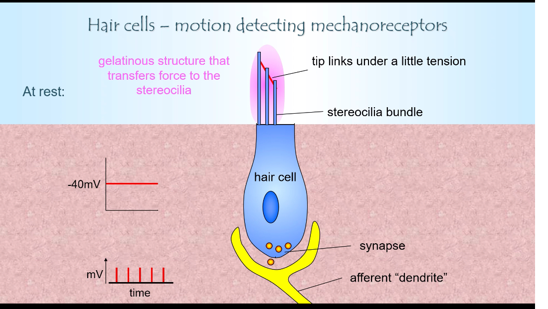 <p><span>•	Cell body sitting on supporting cells</span></p><p class="p1"><span>•	Stereocilia bundle arranged in rows of increasing height</span></p><p class="p1"><span>•	Tip links connecting stereocilia</span></p><p class="p1"><span>•	Synapse with an afferent dendrite at the base</span></p><p class="p2"></p><p class="p1"><span>The apical surface faces the endolymph and contains mechanosensitive ion channels.</span></p>