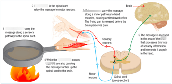 <p>a rapid, automatic response to a stimulus</p>