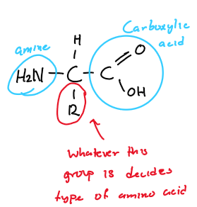 <p>Proteins are composed of polypeptides, built from 20 types of amino acids.</p>