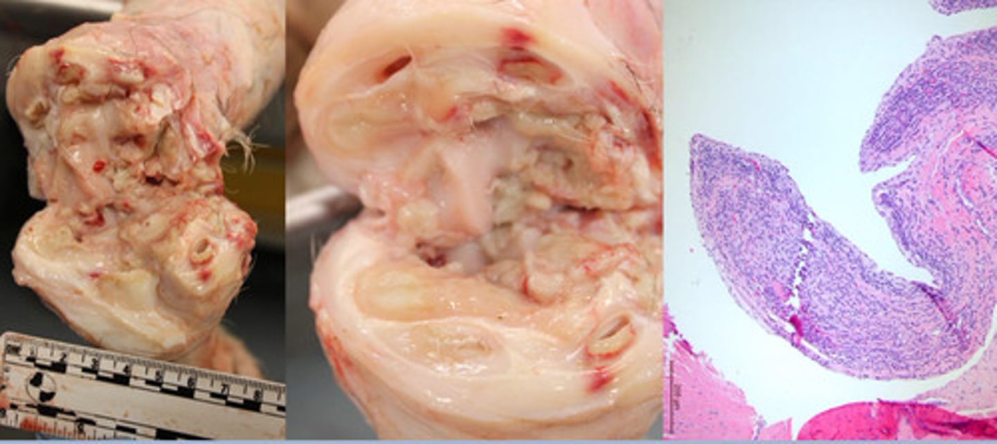 <p>Identify the pathology:</p>