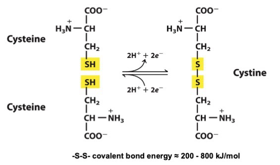 <p>disulfide (-S-S-) bonds between sulfhydryls (-SH) of cysteine</p>