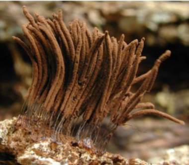 <p>What genus is this under Phylum Myxomycota?</p>