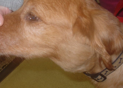 <p>Canine lymphoma signalment </p>