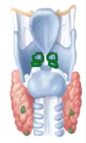 <ol><li><p><span style="color: yellow;">Arytenoid Cartilages </span>- influence changes in position and tension in the vocal cords, because they are the point of attachment of the different muscles for speech</p></li><li><p><span style="color: yellow;">Corniculate Cartilages </span>- pieces of elastic cartilage that are located at the apex of each arytenoid cartilage&nbsp;</p></li><li><p><span style="color: yellow;">Cuneiform Cartilages </span>- club-shaped cartilage anterior to the corniculate cartilages that support the vocal cords&nbsp;</p></li></ol><p></p>
