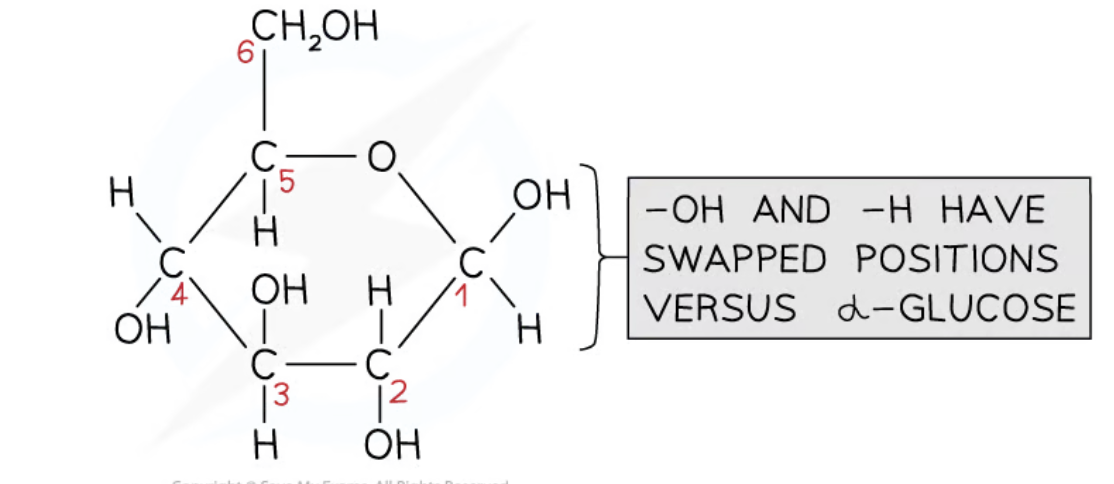 <p>Forms the polysaccharide cellulose&nbsp;</p>