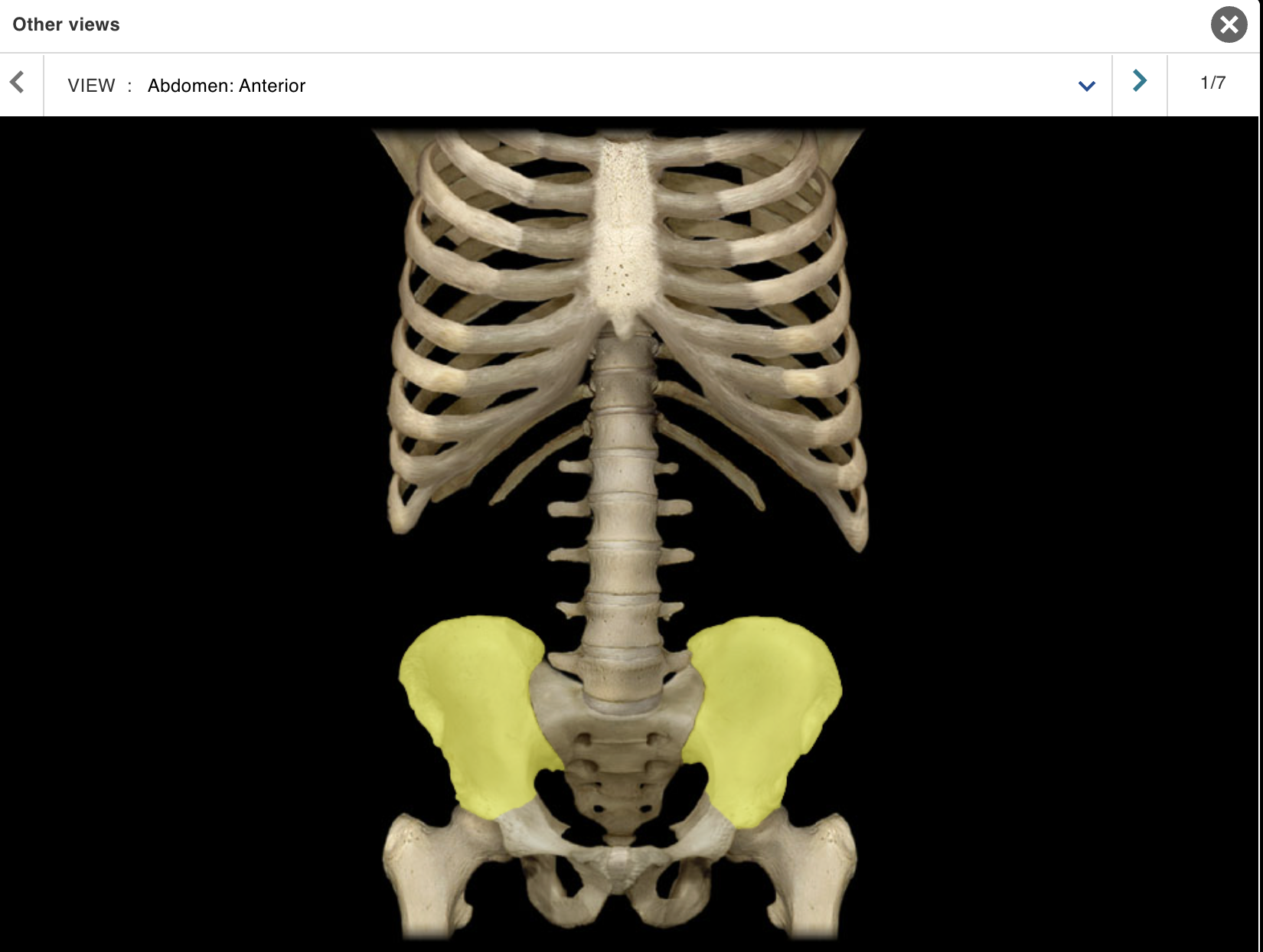 <p>Location:</p><p class="p1">• Pelvis</p><p class="p1">Description:</p><ul><li><p>﻿﻿Largest of three coxal (hip) bones</p></li><li><p>﻿﻿Has large, wing-like superior extension (ala); the alae form bony walls of greater (false) pelvis</p></li><li><p>﻿﻿Contributes to acetabulum (hip joint socket) and wall of lesser (true) pelvis</p></li><li><p>﻿﻿Articulates with sacrum at sacroiliac joint</p></li></ul><p>Comment:</p><ul><li><p>﻿﻿Fused with ischium and pubis in adult to form coxal (hip) bone</p></li><li><p>﻿﻿Bony pelvis formed by paired hip bones and sacrum</p></li></ul><p></p>