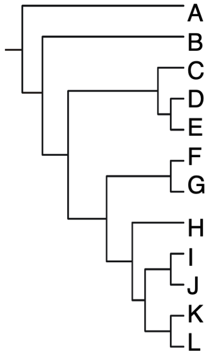 <p>According to the phylogeny on the right, which of the following sets of species consists of a monophyletic group? (also known as a clade)</p><p>A.  A-E</p><p>B.  B-L</p><p>C.  C-G</p><p>D.  H and I</p><p>E.   H-J</p>