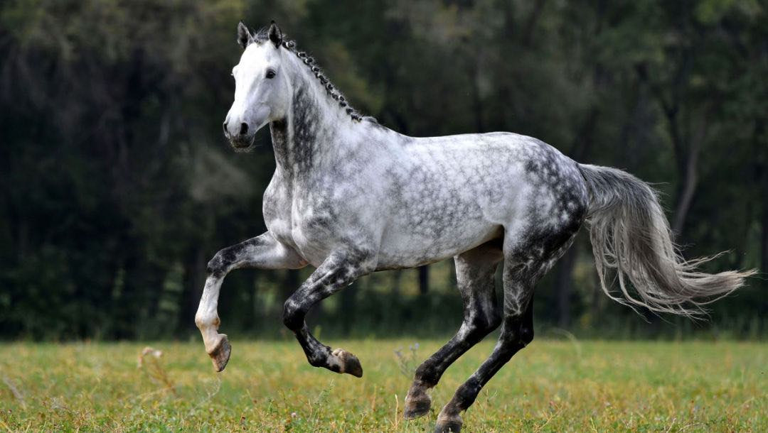 <p><span>Various shades, some with dark mane and tail, grays often born dark and lighten with age, some become white with age</span></p>