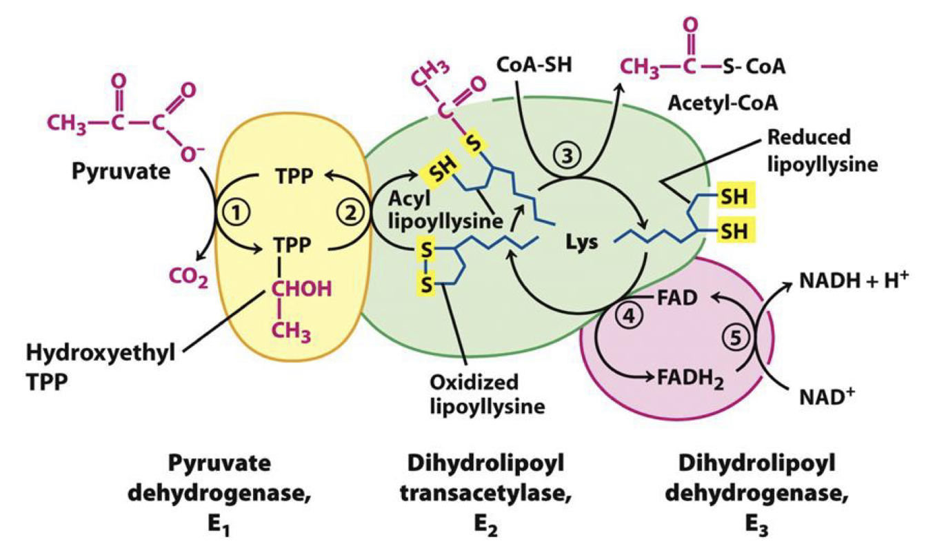 <ul><li><p><strong>Dihydrolipoyl dehydrogenase:</strong> Reoxidizes lipoyllysine to restore function via FAD. The FADH<sub>2</sub> formed is reduced using NAD<sup>+</sup>, creating NADH + H<sup>+</sup></p></li><li><p>Cofactor - Flavin adenine dinucleotide (FAD) and NAD<sup>+</sup></p><ul><li><p>FAD: From <strong>Riboflavin/Vitamin B2</strong>; B2 is also a precursor to flavin mononucleotide (FMN); FAD and FMN both participate in redox reactions; Tightly bound to enzyme so reduction and oxidation occur in the same spot; Can be reduced twice: FAD → FADH (Semiquinone intermediate) → FADH<sub>2</sub></p></li><li><p>NAD<sup>+</sup>: From<strong> Niacin/nicotinic acid/vitamin B3</strong>; Accepts 2H at once: NAD<sup>+</sup> → NADH (no intermediate); mobile electron carrier</p></li></ul></li></ul><p></p>