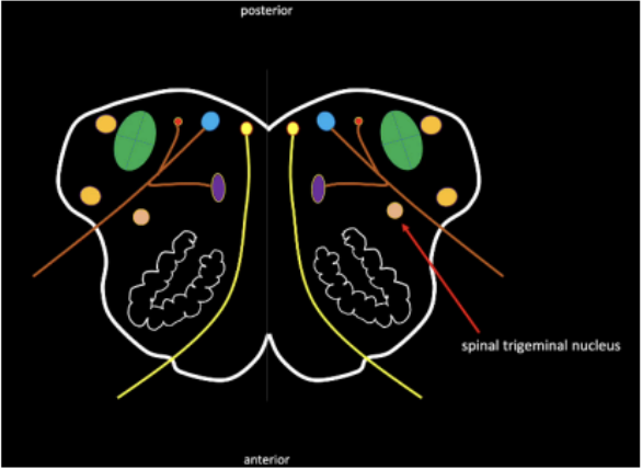 <p>Picture of Spinal Trigeminal Nucleus</p><p></p>