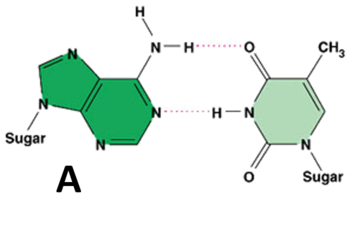 A double-ring nitrogenous base found in DNA and RNA. Pairs with Thymine.