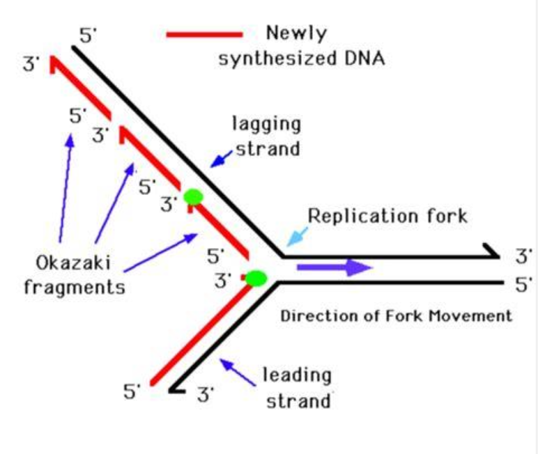 <p>Lagging strand continuity is critical for genome integrity Okazaki fragments ~150 bp</p><p class="p2"><strong>Primer removal</strong></p><p class="p1">RNase H1 digests RNA except last ribonucleotide</p><p class="p1"><span style="line-height: normal;">Flap Endonuclease 1 (FEN1) removes remaining </span>flap structure</p><p class="p2"><span style="line-height: normal;"><strong>Gap filling</strong></span></p><p class="p1">Pol δ synthesizes DNA</p><p class="p2"><span style="line-height: normal;"><strong>Nick sealing</strong></span></p><p class="p1">DNA Ligase I joins fragments</p>