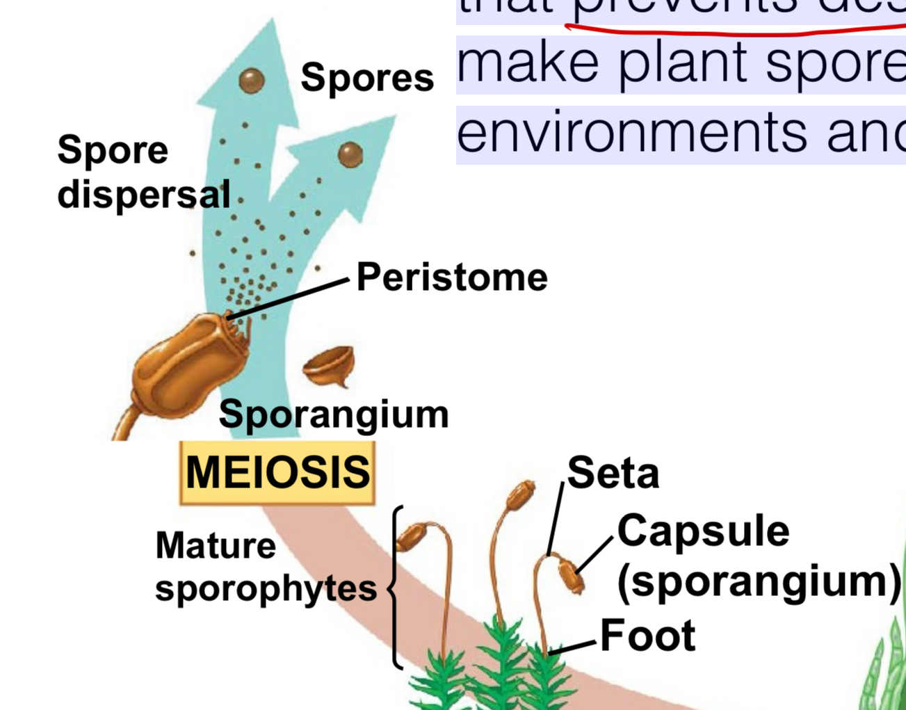 <p>a polymer that prevents desiccation of charophyte zygotes, to make plant spores also resistant to harsh environments and capable of dispersal by air</p>