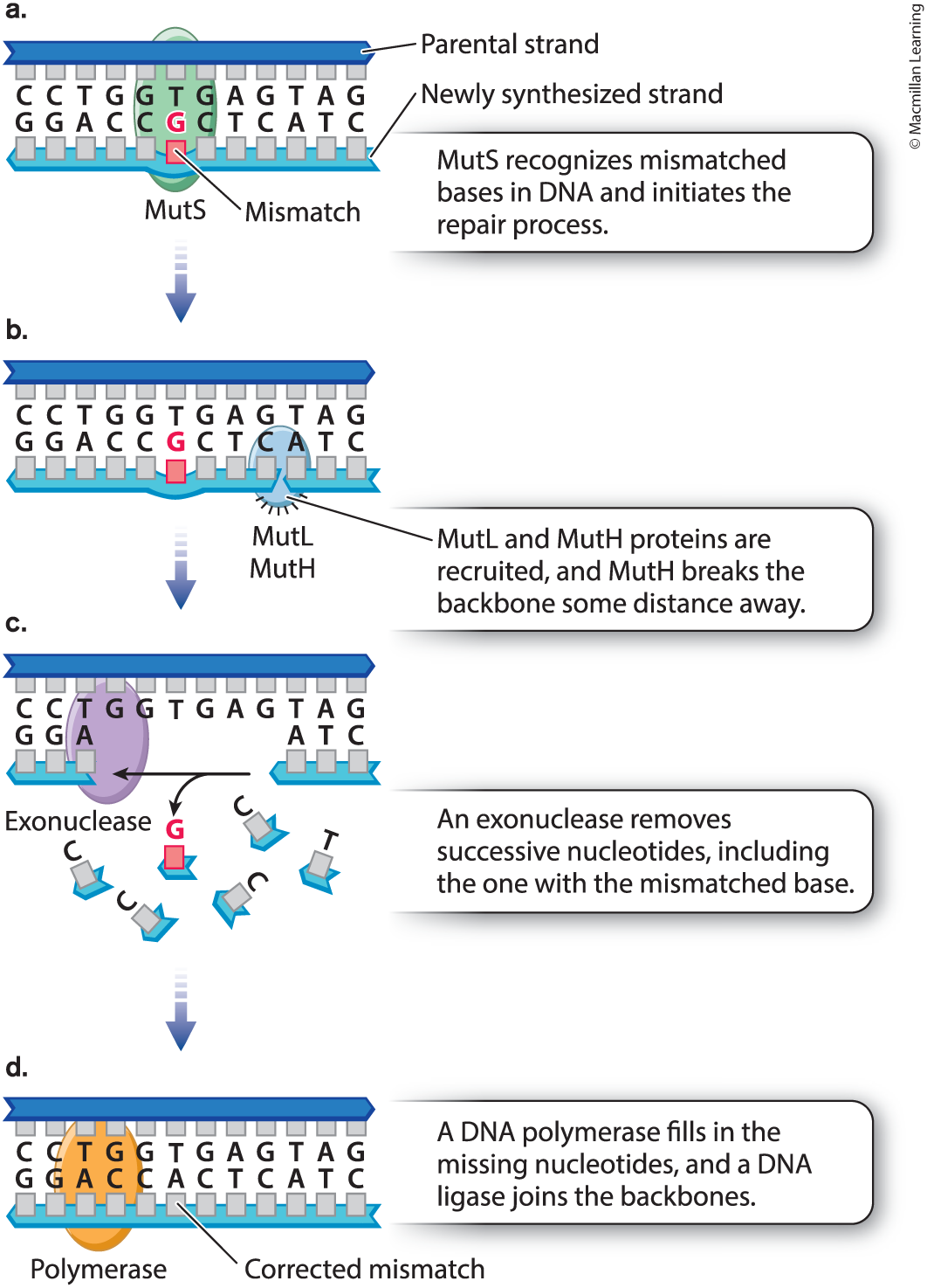 <p><span>Protein (MutS) recognizes and binds to site of mismatch &amp; brings two other proteins (Mutt &amp; MutH) to site. Next protein (MutL) determines which DNA backbone will be cleaved. Third protein (MutH) cleaves backbone in vicinity of mismatch. Exonuclease degrades cleaved strand to a distance beyond site of mismatch. DNA polymerase synthesises new DNA to fill gap &amp; thus corrects mismatch. DNA ligase seals remaining nick in DNA backbone. Daughter strand usually cleaved.</span></p>