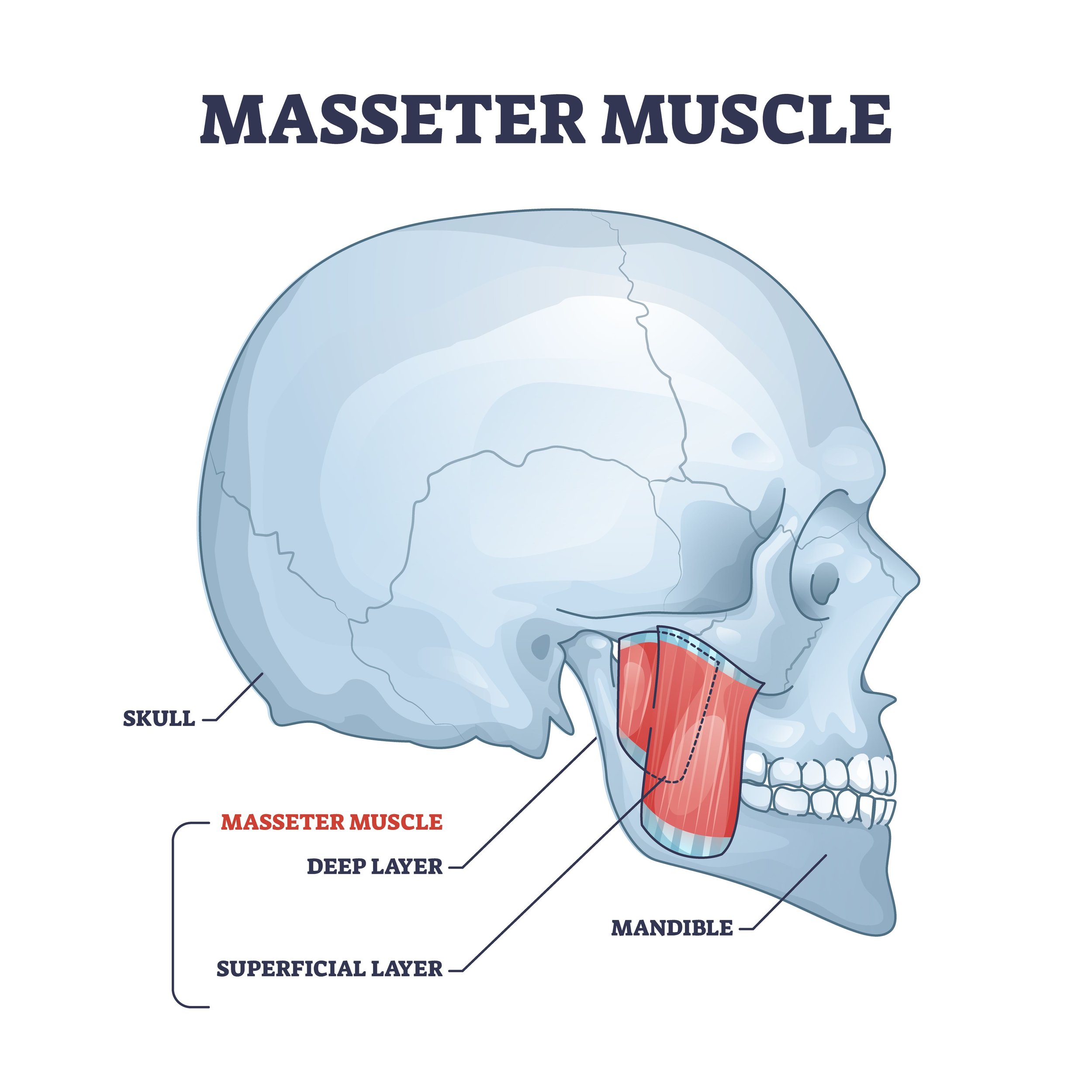 <p>Elevates mandible</p>