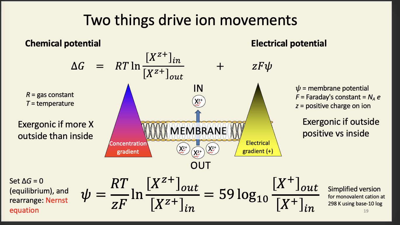 <ul><li><p>chemical potential - basically entropy change</p></li><li><p>electrical potential - ions are charged </p></li><li><p><span><strong><mark data-color="rgba(0, 0, 0, 0)" style="background-color: rgba(0, 0, 0, 0); color: inherit;"><span>exergonic - a term describing a chemical process, especially one in the body, that releases energy</span></mark></strong><span>. This means that the products have less free energy than the reactants, and the reaction occurs spontaneously</span></span></p></li></ul><p></p>