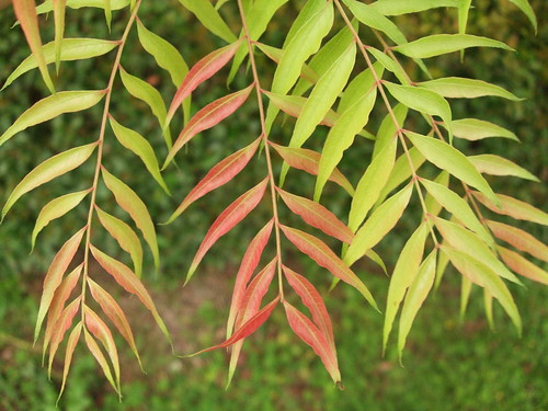 ANACARDIACEAE (sumac family)
-small to med. deciduous tree
-some of the Best Fall color ever seen 
-fruit (pink)
-alternate arr., evenly compound, elliptic
-last two leaves look like a MUSTACHE 
-Bark (gray) alligator skin-is; low branching
-young branches - orange lenticels