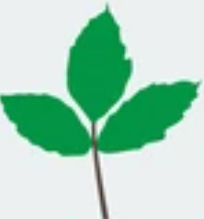 <p>leaf complexity?</p>