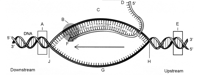In the figure to the right, mRNA transcription process initiates at the area labeled _______, The messenger RNA transcript in the figure is labeled_____, and the template strand is labeled ______: fill up in the blank 

a. E; D; C 

b. E G, D 

c. A; D; C 

d. A; C; D 

e. A; E C