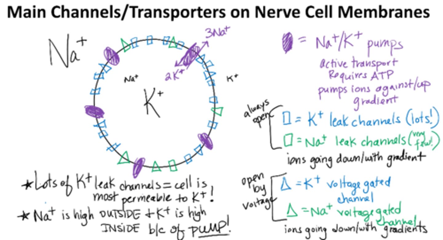 <p>1. Na+/ K+ pump pumps 3 Na+ out for every 2 K+ that comes in</p><p>2. K+ passively flows with/down the gradient due to leak channels, creates (–) charge on membrane</p><p>*leak channels ions and voltage gated go down/gradient </p>