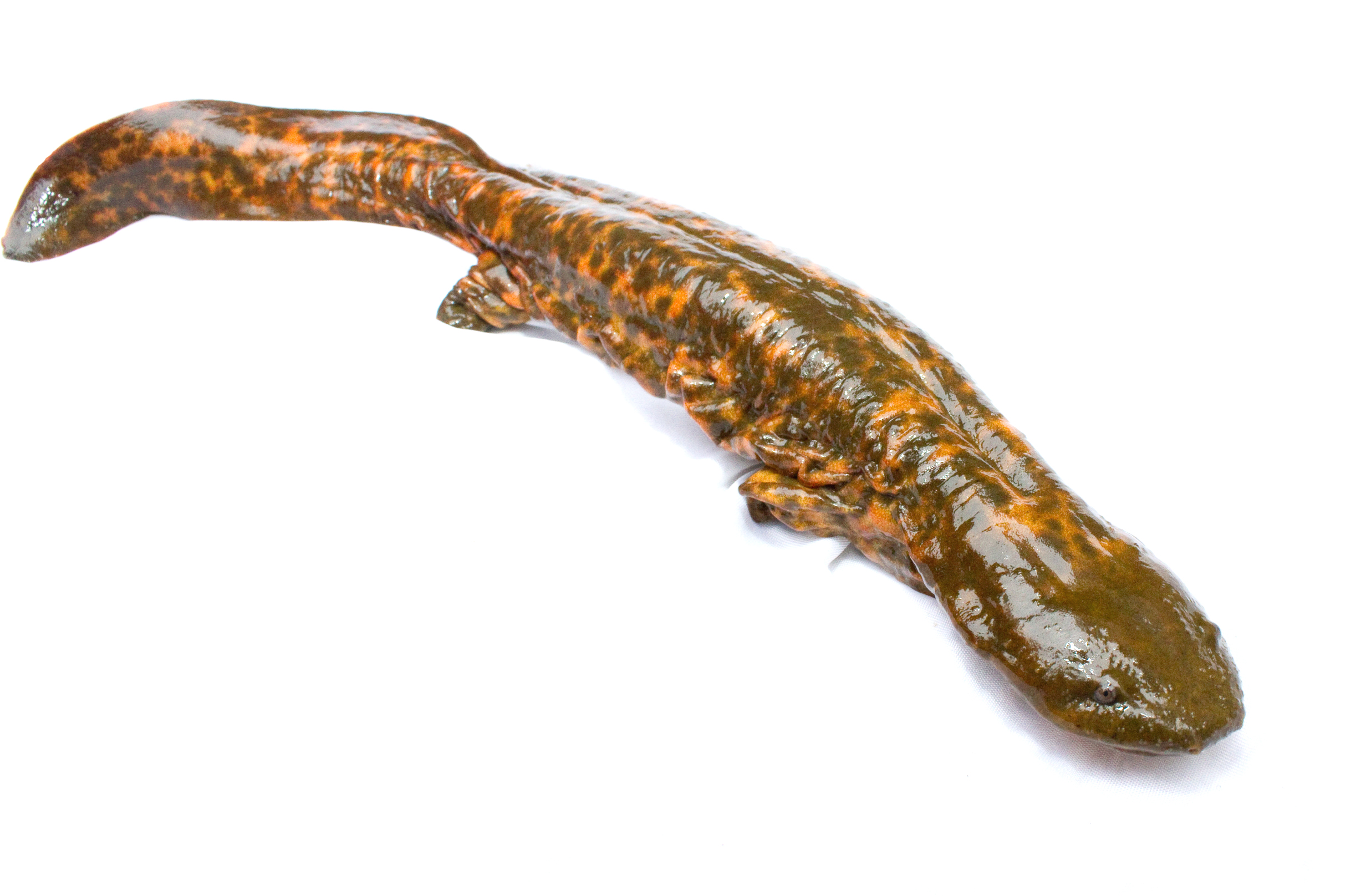 Cryptobranchidae - Cryptobranchus alleganiensis