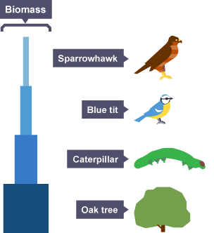 <p>A pyramid of biomass</p>