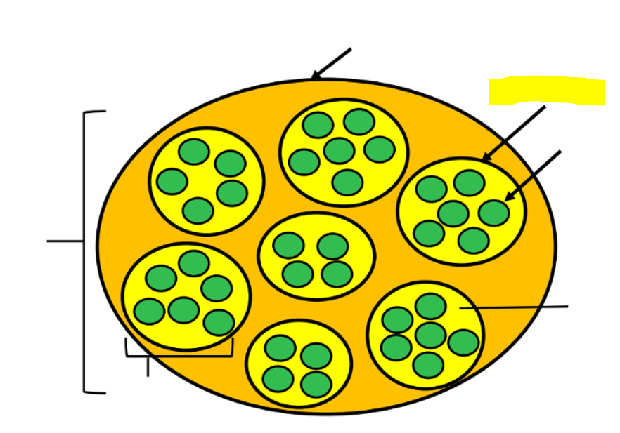 <p>what structure is highlighted in yellow?</p>