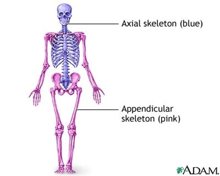 <p>down the center; vertebrae, ribs</p>