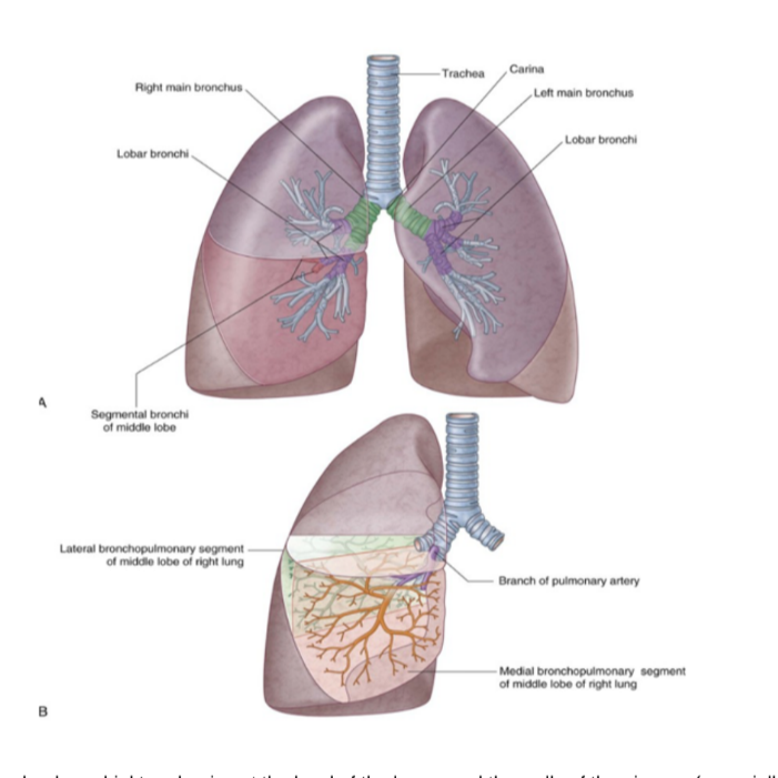 <ul><li><p>Begins at level of larynx </p></li><li><p>Airway walls are supported by C-shaped rings of hyaline cartilage — trachea — flexible tube extending from vertebral level CVI in lower neck to vertebral level TIV/V in the mediastinum — </p><ul><li><p>Here bifurcates into right &amp; left main bronchus — can see the carina</p></li></ul></li><li><p>In the lungs, the bronchi branch in a constant fashion to form branches of tracheobronchial tree</p></li></ul>