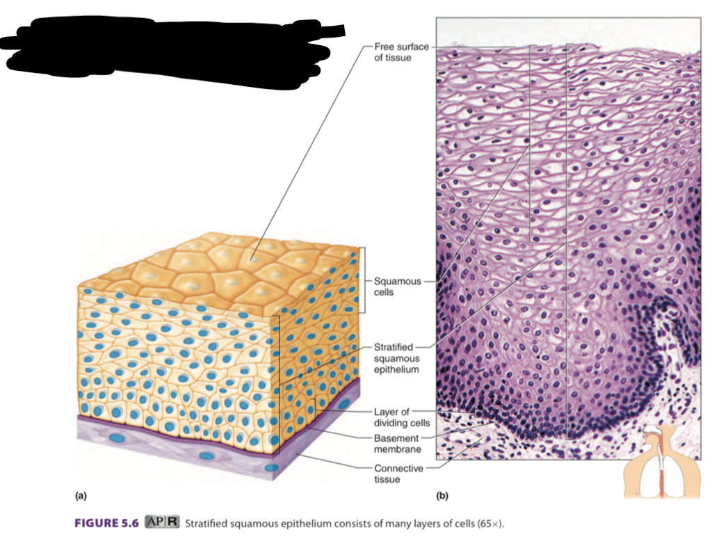 <ul><li><p>many layers of flat cells</p></li><li><p>keratin - harden cells </p></li><li><p>keratinized = hardened </p></li><li><p>non-keratinized = not hardened </p></li><li><p>it works their way up </p></li><li><p>found in: epidermis, mouth, esophagus, anal canal, vagina</p></li><li><p> <span data-name="arrow_up" data-type="emoji">⬆</span> they are non-keratinized so they need protection from this tissue </p></li></ul><p></p>