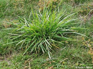 <p>perennial long lived bunchgrass</p>