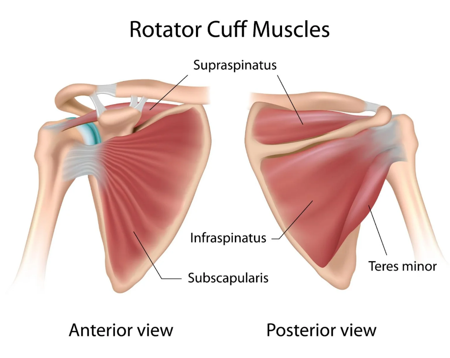 <ul><li><p><strong><mark data-color="yellow" style="background-color: yellow; color: inherit">Subscapularis</mark></strong></p><ul><li><p>subscapular n</p></li><li><p>IR</p></li></ul></li><li><p><strong><mark data-color="yellow" style="background-color: yellow; color: inherit">supraspinatus</mark></strong></p><ul><li><p>suprascapular n</p></li><li><p>abduction and shoulder elevation</p></li></ul></li><li><p><strong><mark data-color="yellow" style="background-color: yellow; color: inherit">Infraspinatus</mark></strong></p><ul><li><p>suprascapular n</p></li><li><p><strong>ER</strong></p></li></ul></li><li><p><strong><mark data-color="blue" style="background-color: blue; color: inherit">Teres minor</mark></strong></p><ul><li><p>axillary n</p></li><li><p><strong>ER</strong></p></li></ul></li></ul><p></p>